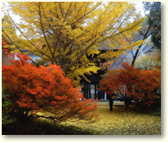 霊松寺の紅葉